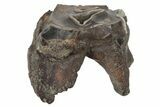 Fossil Woolly Rhino (Coelodonta) Tooth - Siberia #231041-1